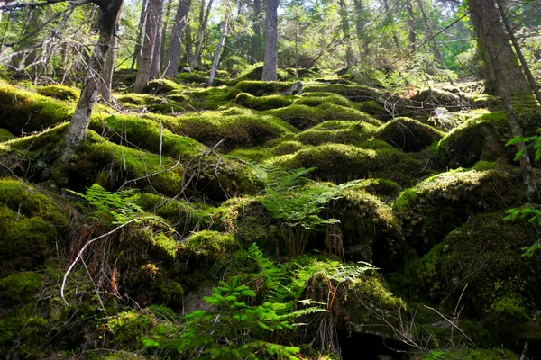 stock image Pine tree forest with moss over rocks