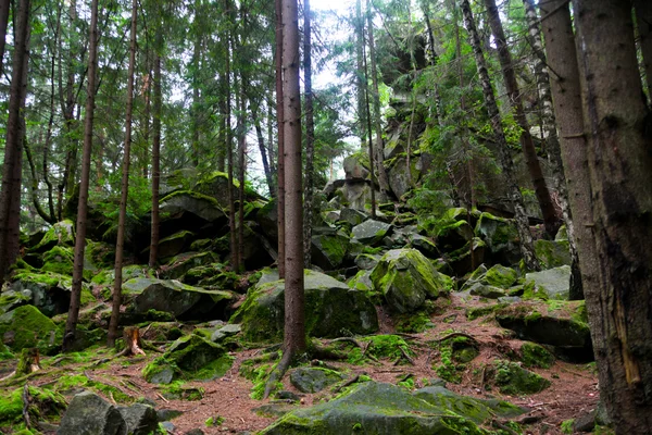 stock image Pine tree forest with moss over rocks