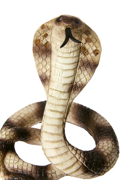 Kobra gumowe — Zdjęcie stockowe