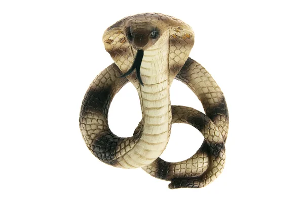 Καουτσούκ cobra — Φωτογραφία Αρχείου
