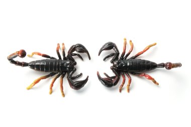 Scorpions clipart