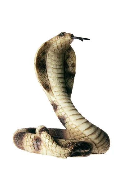 Borracha Cobra — Fotografia de Stock