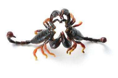 Scorpions clipart