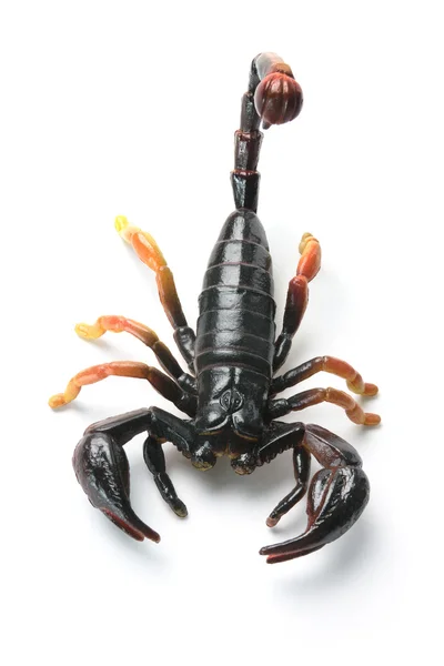 Plastic Scorpion — Stock Photo © newlight #5754505