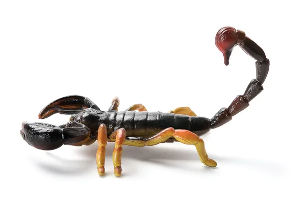 Plastové scorpion — Stock fotografie