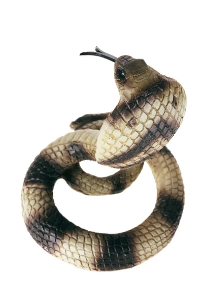 Cobra de goma —  Fotos de Stock