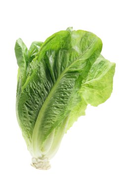 Cos Lettuce clipart