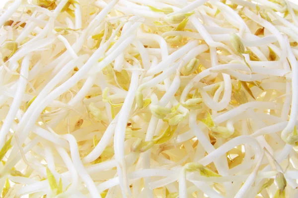 Stock image Bean Sprouts