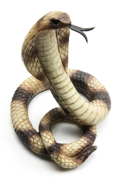 Gumové cobra — Stock fotografie