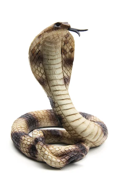 Gumové cobra — Stock fotografie