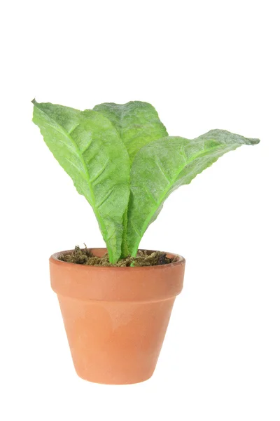 Planta de vaso — Fotografia de Stock