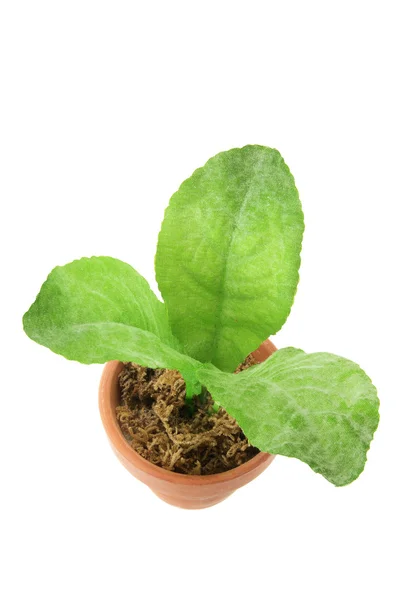 Hrnková rostlina — Stock fotografie