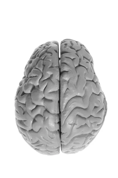 大脑标本 — 图库照片