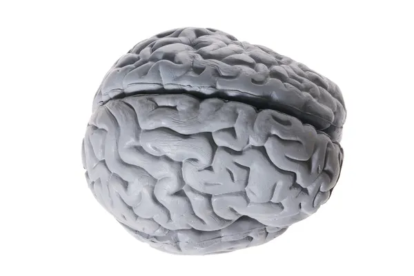 stock image Brain Specimen