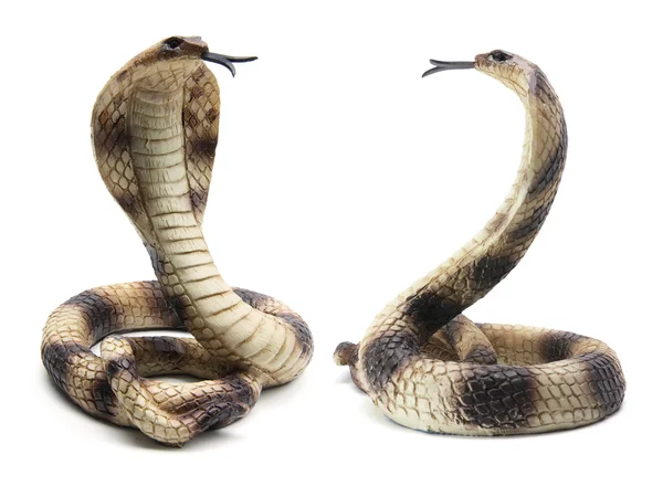 Cobras de borracha — Fotografia de Stock