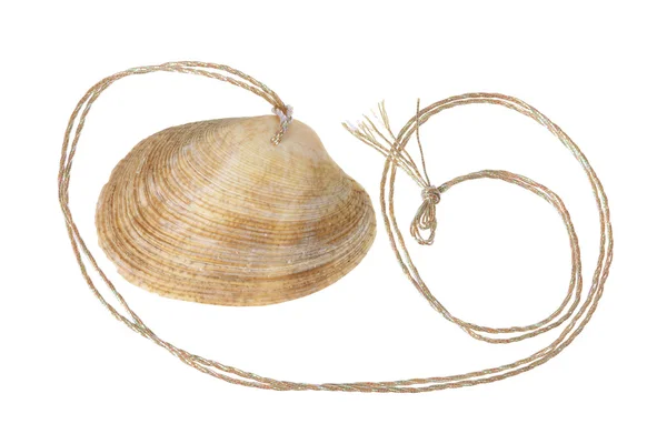 Seashell hänge — Stockfoto