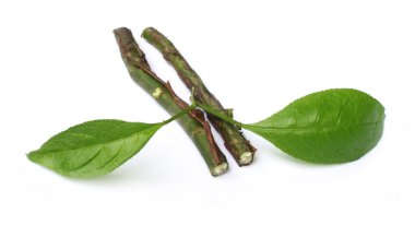 Sandalwood leaves with twigs clipart