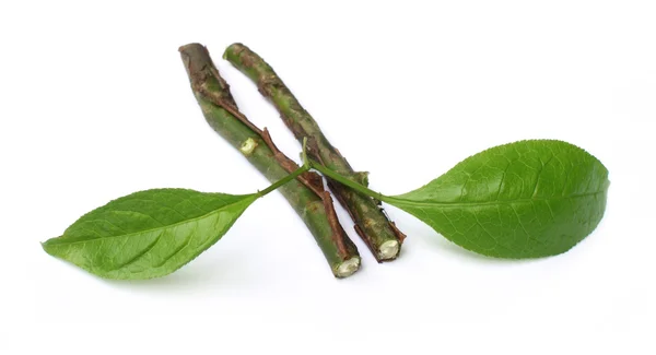 Sandalwood leaves with twigs — Stock Photo, Image