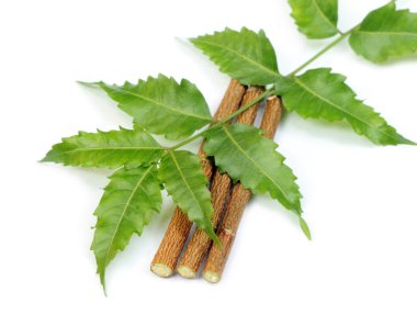 Medicinal neem leaves with twigs clipart