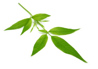 Vitex Negundo or Medicinal Nishinda leaves clipart