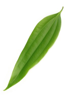 Green cassia leaf clipart