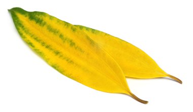 Decorative cassia leaves clipart