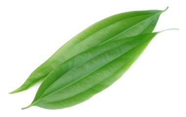 Green cassia leaves clipart