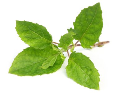 Medicinal tulsi leaves clipart