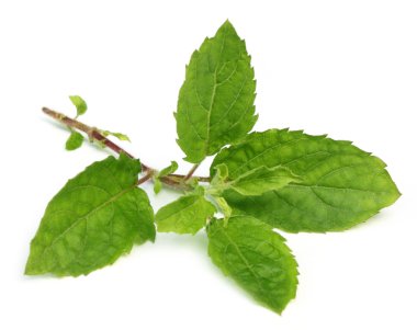 Medicinal holy basil or tulsi leaves clipart