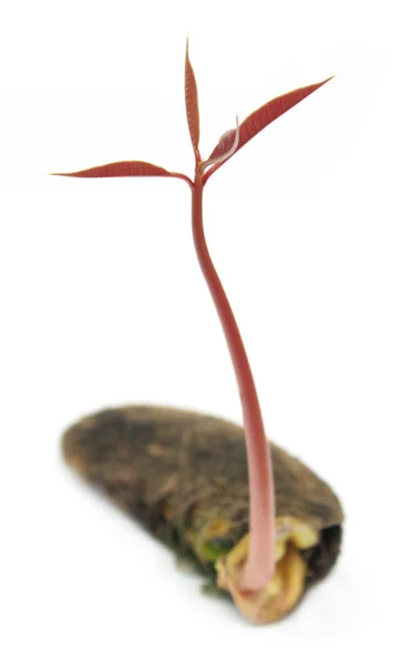 망고 식물의 탄생 — 스톡 사진