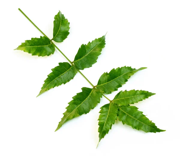 Medicinale neem bladeren — Stockfoto