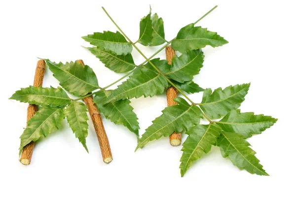 Foglie di neem medicinali con ramoscelli — Foto Stock