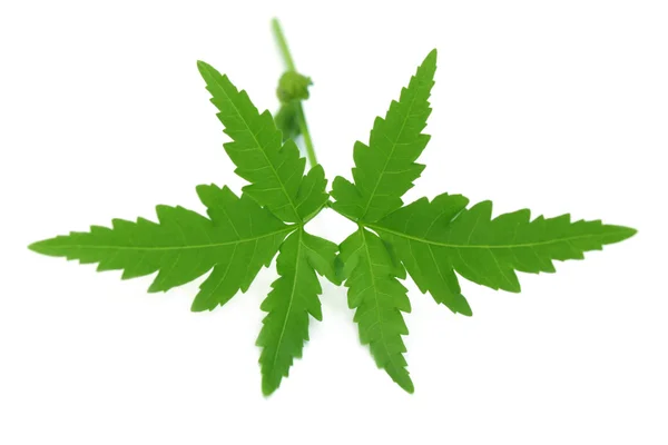Hojas medicinales de neem — Foto de Stock