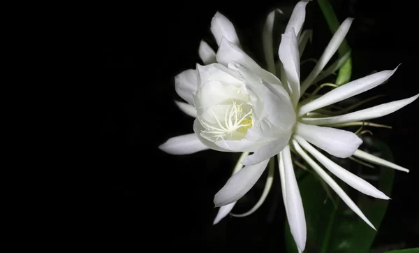Редкий цветок королевы ночи — стоковое фото