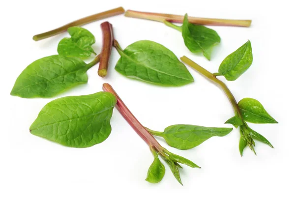 Basella alba or malabar spinach — Stock Photo, Image