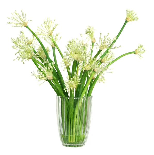 Cibulové listy s květinami — Stock fotografie