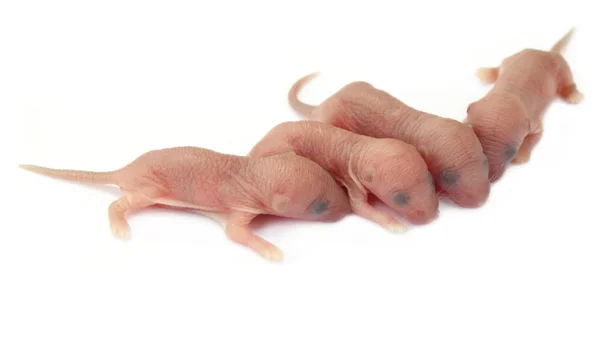 stock image Group of newly born rats