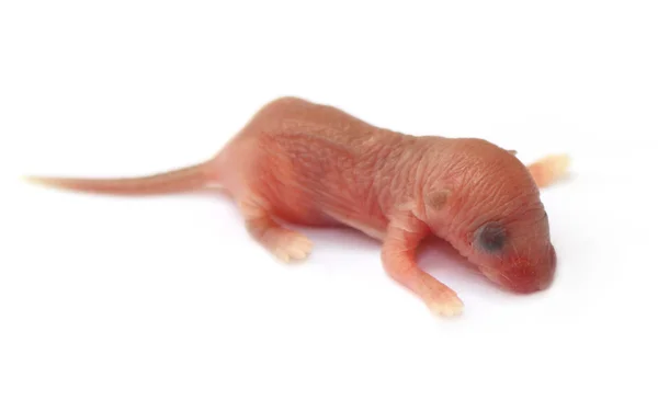 stock image Newly born rat