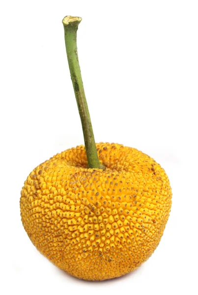 Jackfruit małe — Zdjęcie stockowe
