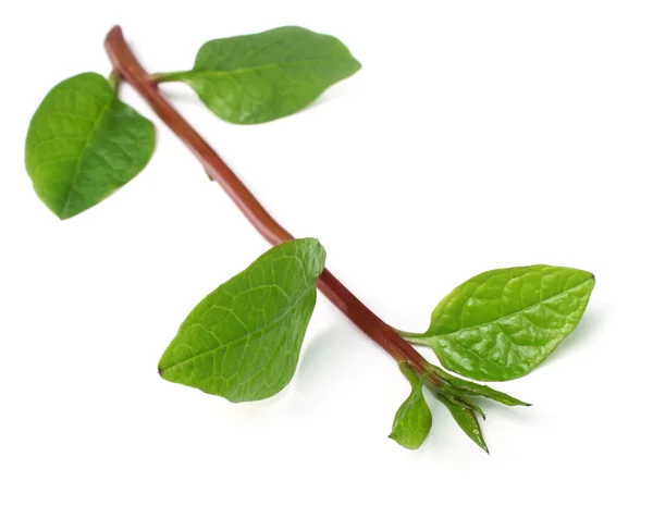 Basella alba or malabar spinach — Zdjęcie stockowe