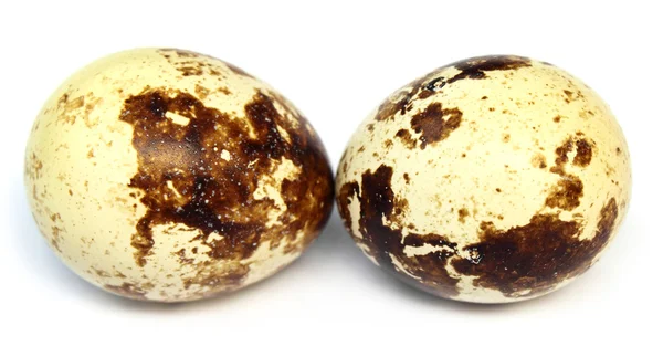 Δύο ορτύκια αυγό — Φωτογραφία Αρχείου