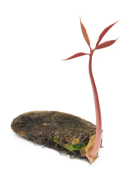 Birth of a mango plant — Stock Photo, Image