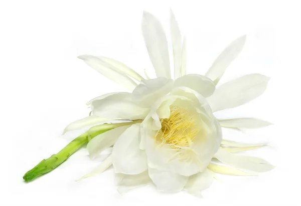 Rare night queen flower — Stock Photo, Image