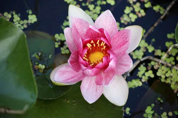 Цветок розового лотоса — Stock Photo, Image