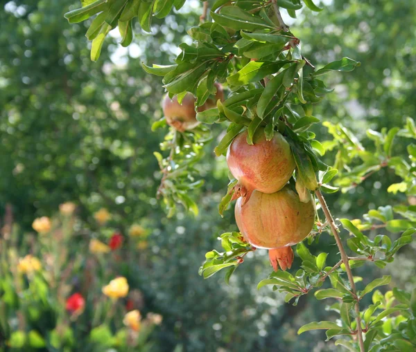 Granátové jablko Stock Snímky