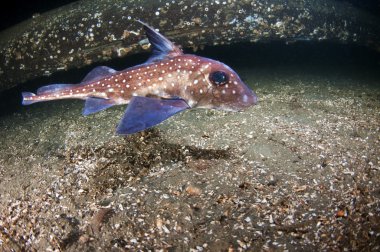 visto peces ratasıçan balık lekeli