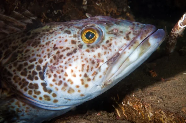 Ling Cod — Stock Photo, Image