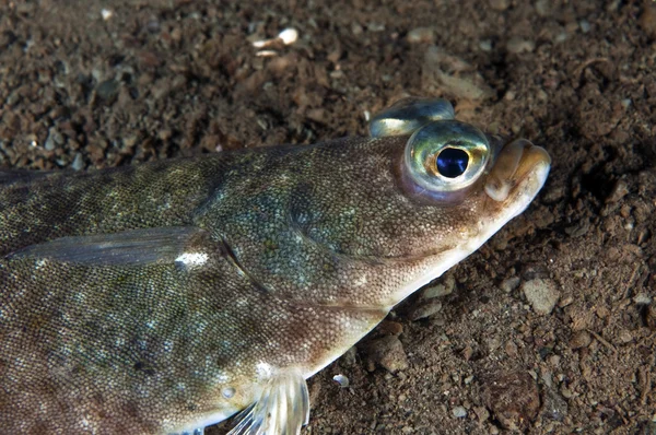 stock image Flounder