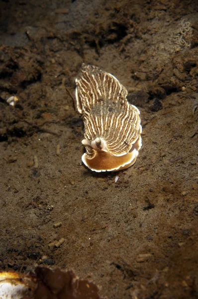 Hnědé pruhované nudibranch — Stock fotografie