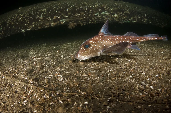 Visto peces ratasıçan balık lekeli — Stok fotoğraf